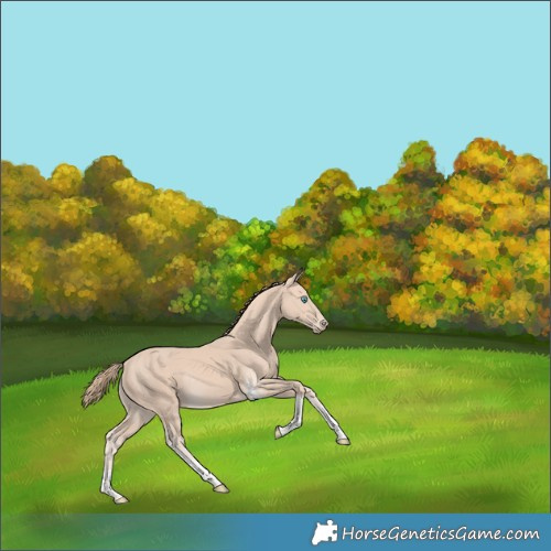 Horse Color:Perlino Tobiano Rabicano