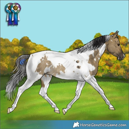 Horse Color:White Spotted Buckskin Dun Tobiano Rabicano