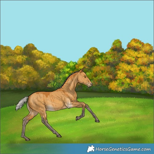 Horse Color:Silver Buckskin Dun Rabicano Brindle