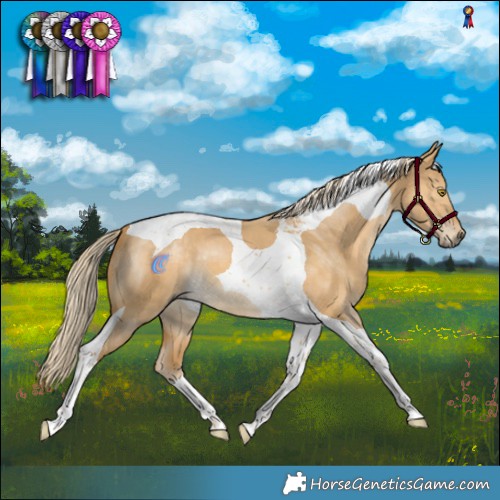 Horse Color:Palomino Dun Tobiano 