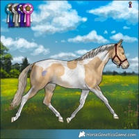 Horse Color:Palomino Dun Tobiano