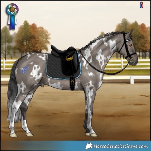 Horse Color:White Spotted Grullo