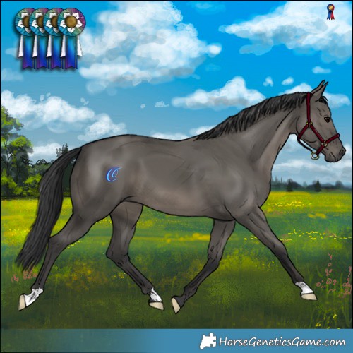 Horse Color:Grullo 