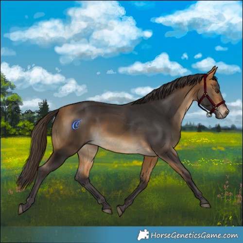 Horse Color:Buckskin Mushroom Rabicano 