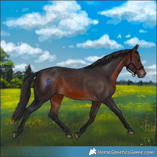 Horse Color:Brown Mushroom Rabicano