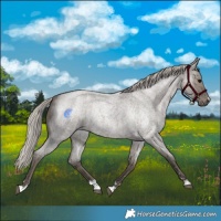 Horse Color:Silver Grullo Roan 