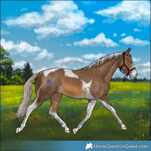 Horse Color:Chocolate Palomino Sabino Tobiano Rabicano
