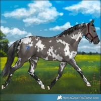 Horse Color:White Spotted Grullo 