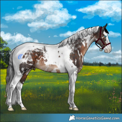 Horse Color:White Spotted Brown Splash Tobiano 