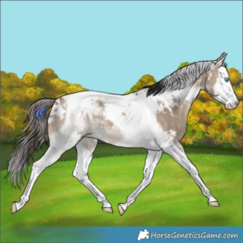 Horse Color:White Spotted Bay Dun Splash Tobiano Varnish 