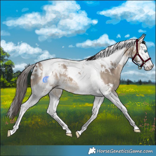 Horse Color:White Spotted Bay Dun Splash Tobiano Varnish 