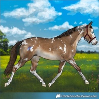 Horse Color:Gray White Spotted Liver Red Dun Splash Rabicano