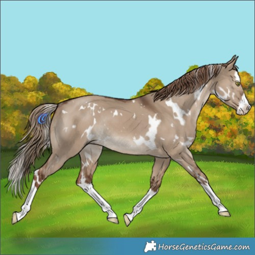 Horse Color:White Spotted Liver Red Dun Splash Rabicano 