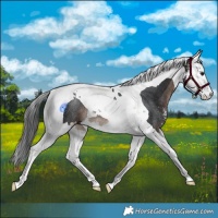 Horse Color:Brown Sabino Splash Tobiano Rabicano 