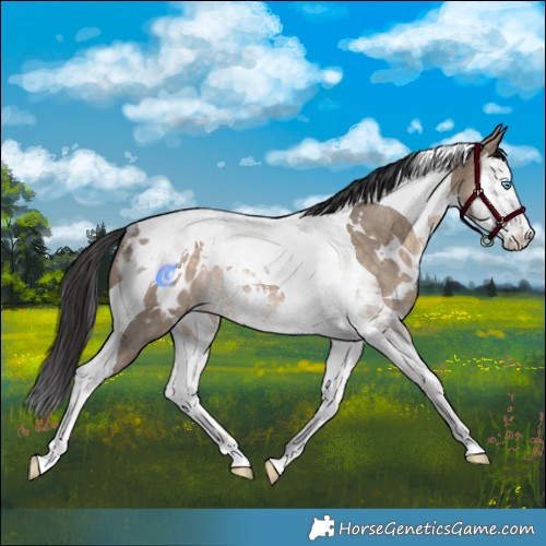 Horse Color:White Spotted Brown Dun Splash Tobiano Blanket Rabicano 