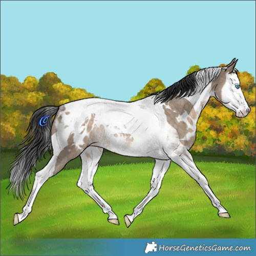 Horse Color:White Spotted Brown Dun Splash Tobiano Blanket Rabicano 