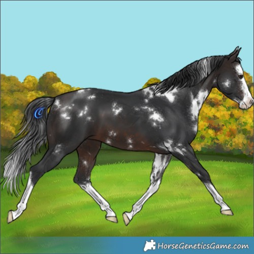 Horse Color:White Spotted Brown Splash