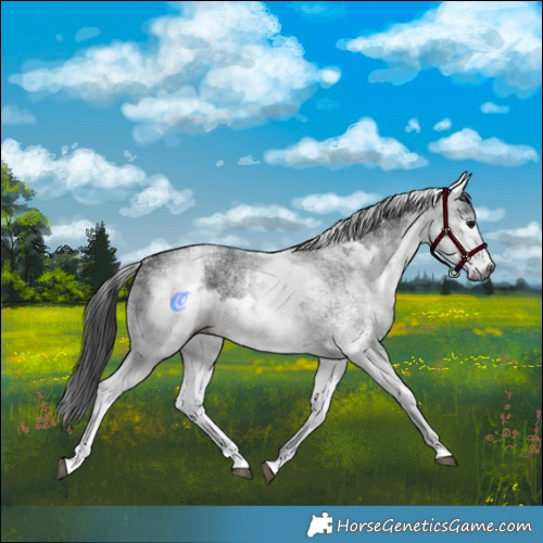 Horse Color:Gray White Spotted Black  and Gray White Spotted Black 