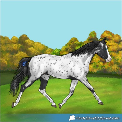 Horse Color:Black Splash Near Leopard 