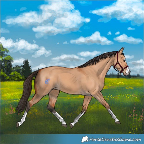 Horse Color:Bay Dun