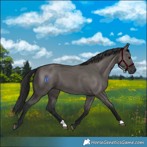 Horse Color:Grullo