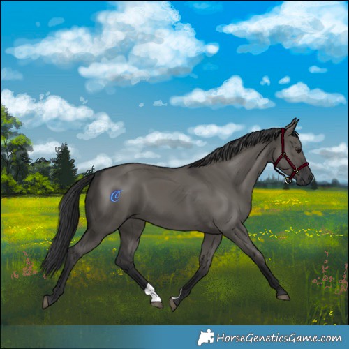 Horse Color:Grullo