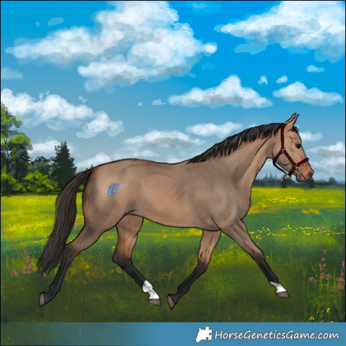 Horse Color:Bay Dun