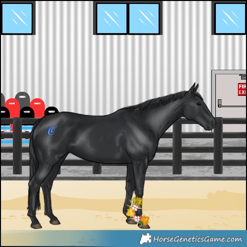 Horse Color:Black 