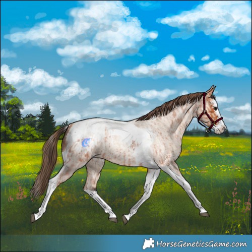 Horse Color:Bay Roan Splash Tobiano Blanket  and Amber Champagne Roan Splash Tobiano Blanket 