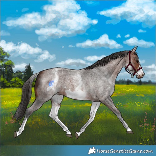 Horse Color:White Spotted Brown Roan Frame 