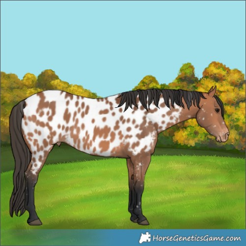 Horse Color:Bay Near Leopard