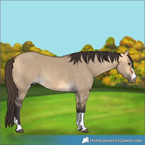 Horse Color:Buckskin Dun 