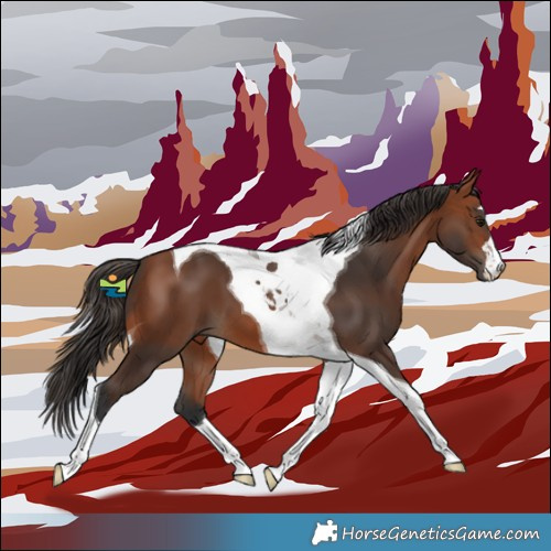 Horse Color:Bay Tobiano 