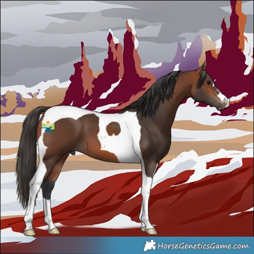Horse Color:Bay Tobiano 