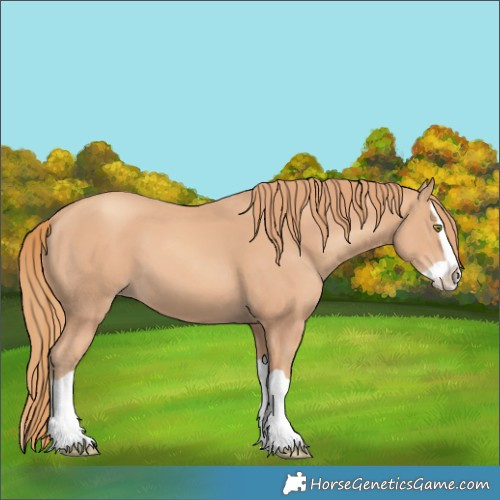 Horse Color:Gold Champagne Splash 