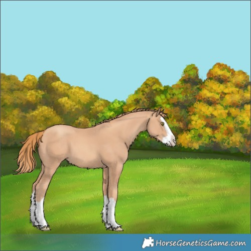 Horse Color:Gold Champagne Splash 