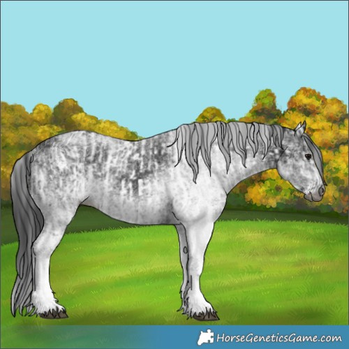 Horse Color:Gray White Spotted Black and Gray White Spotted Black