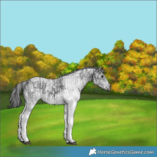 Horse Color:Gray White Spotted Black and Gray White Spotted Black
