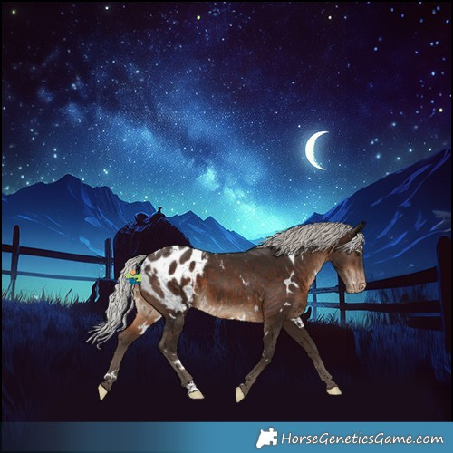Horse Color:White Spotted Silver Brown Blanket 