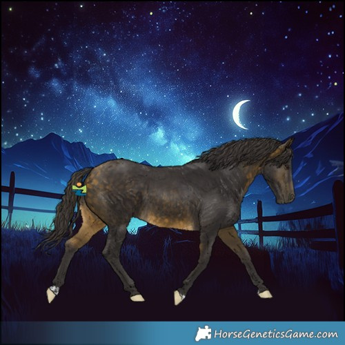 Horse Color:Buckskin 