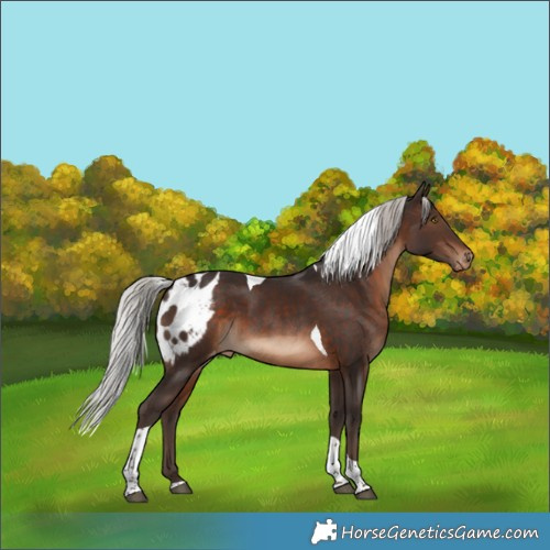 Horse Color:Silver Brown Tobiano Skewed LP Spotted 