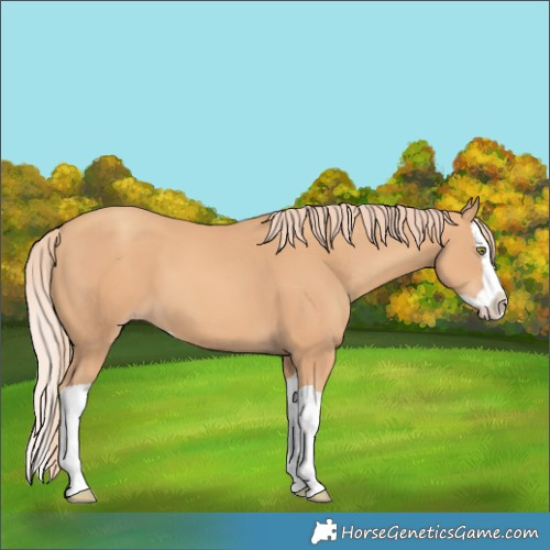 Horse Color:Gold Champagne Splash