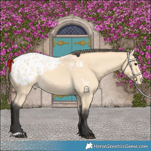 Horse Color:Buckskin Blanket 