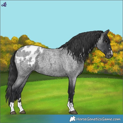 Horse Color:Blue Roan Blanket 
