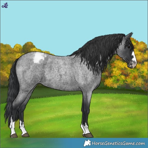Horse Color:Blue Roan Varnish 