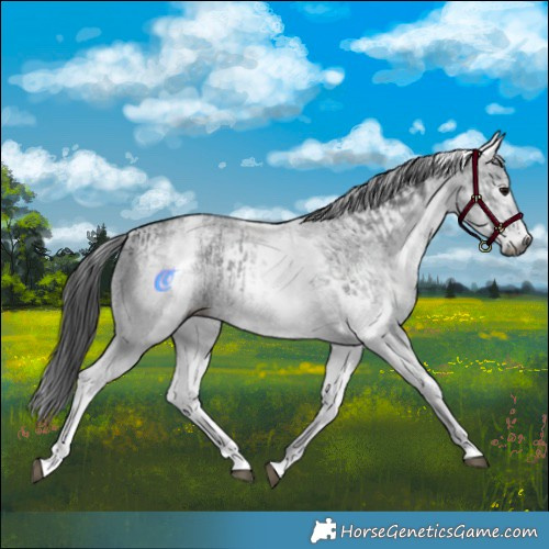 Horse Color:Gray White Spotted Black  and Gray White Spotted Black 