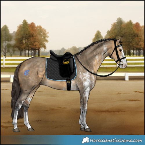 Horse Color:White Spotted Buckskin Dun 