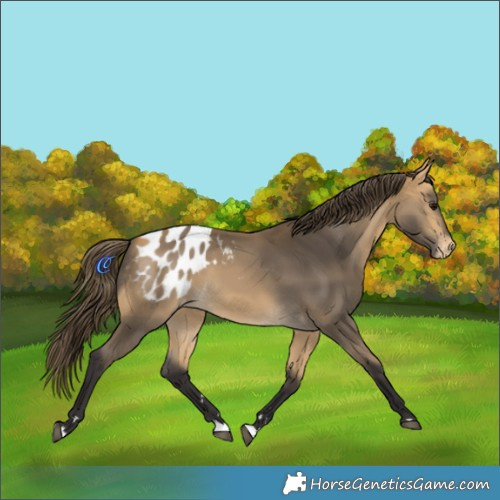 Horse Color:Buckskin Blanket