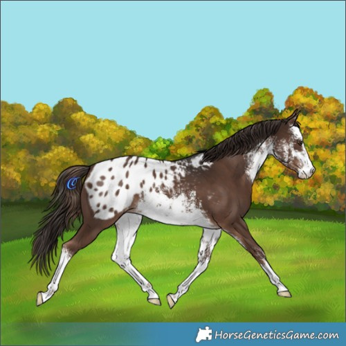 Horse Color:White Spotted Liver Chestnut Blanket 