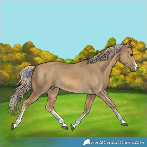 Horse Color:White Spotted Chocolate Palomino Dun 